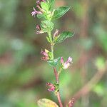 Cuphea strigulosa Habitus