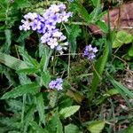 Cynoglossum amabile Hàbitat