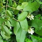 Ligustrum vulgareBlad