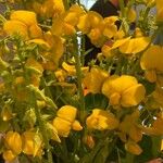 Crotalaria spectabilis Flor