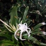 Hymenocallis fragrans Flor