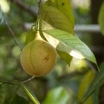 Myristica fragrans Fruit