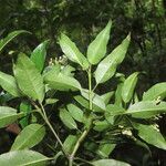 Palicourea salicifolia برگ