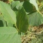 Mucuna pruriens Levél