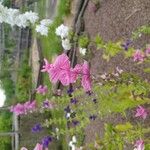 Salvia viridis Fiore