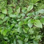 Cotoneaster acutifolius Foglia