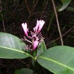 Psychotria pininsularis Fleur