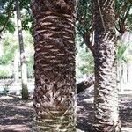 Phoenix canariensis Bark