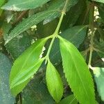 Laureliopsis philippiana Other