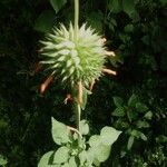 Leonotis nepetifolia Fleur