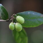 Microcos schmitzii Frucht