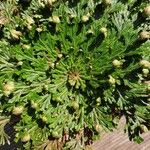 Selaginella lepidophylla Leaf