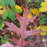 Quercus palustris Leaf