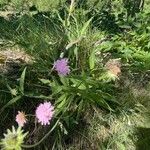 Knautia basaltica 花