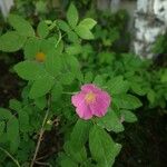 Rosa acicularis Flower