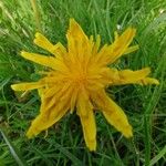 Taraxacum cucullatiforme 花