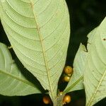 Psychotria racemosa Deilen