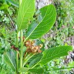 Chamaemespilus alpina Leaf