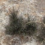 Ephedra foeminea Habit