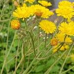 Crepis vesicariaKvět