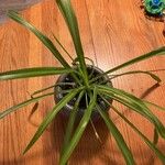 Chlorophytum comosumBlad