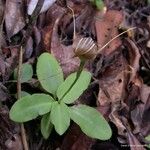 Pterostylis ophioglossa Yeri