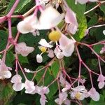 Begonia minor ফুল