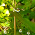 Euphrasia officinalisÇiçek