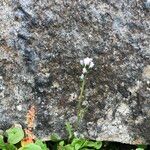 Arabis caerulea Bloem