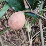 Landolphia camptoloba Fruit
