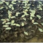 Potamogeton amplifolius Hábito
