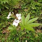 Cardamine heptaphylla Квітка