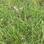 Silene flos-cuculi Hábito