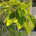 Cavanillesia umbellata Hoja
