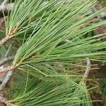 Pinus peuce Листок