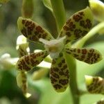 Grammatophyllum speciosum Žiedas