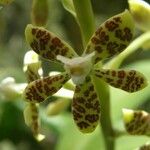 Grammatophyllum speciosum Flower