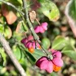 Euonymus latifolius Outro