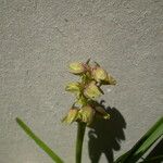 Chamorchis alpina Blüte