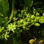 Amanoa congesta Floare