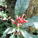 Geissomeria longiflora