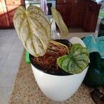 Philodendron brandtianum Leht