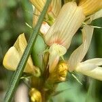 Onobrychis saxatilis Flower