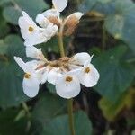 Begonia sericoneura Çiçek