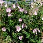 Malva alcea Hábito