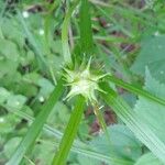Carex intumescens 花