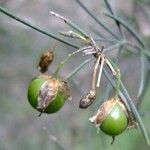 Asparagus plocamoides Mosusu
