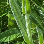 Tephroseris integrifolia Leaf