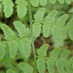 Dryopteris pentheri Blatt