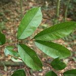 Anthonotha macrophylla Leaf